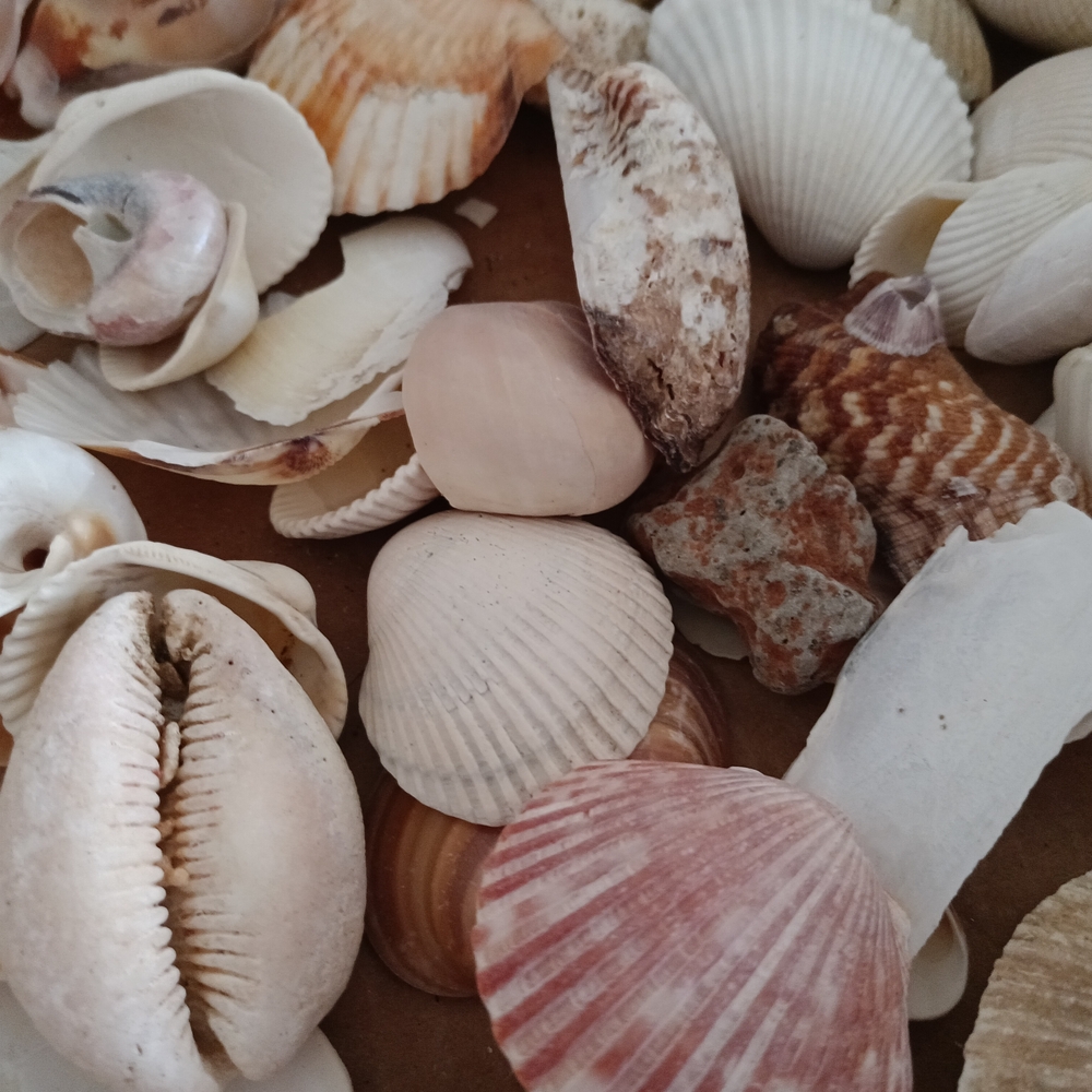 Assorted Seashell Collection - Picture 5 of 6